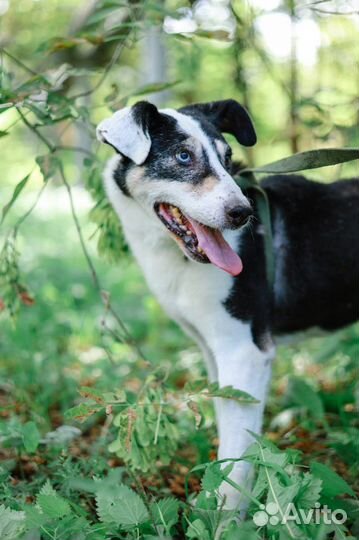 Собака щенок Нюра хочет найти дом