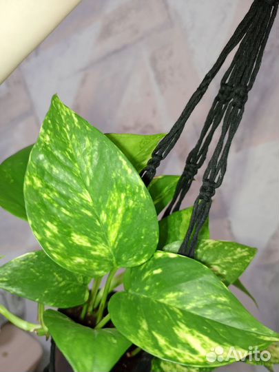 Кашпо подвесное