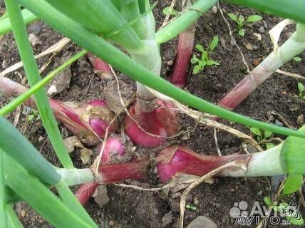 Крупный семейный лук на посадку - почтой