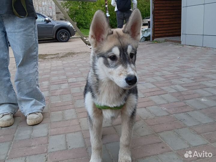 Собака в добрые руки отдам бесплатно щенки