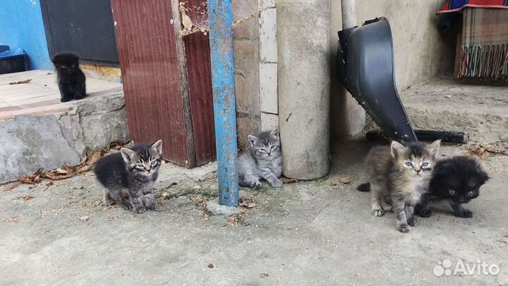 Котята в добрые руки