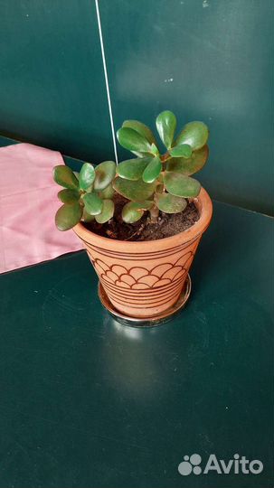 Денежное дерево