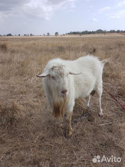Козёл, и две козочки