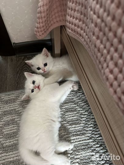Британские котята