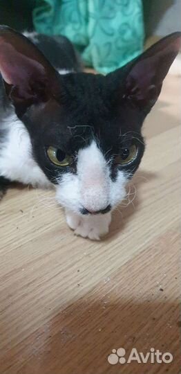 Котята метисы