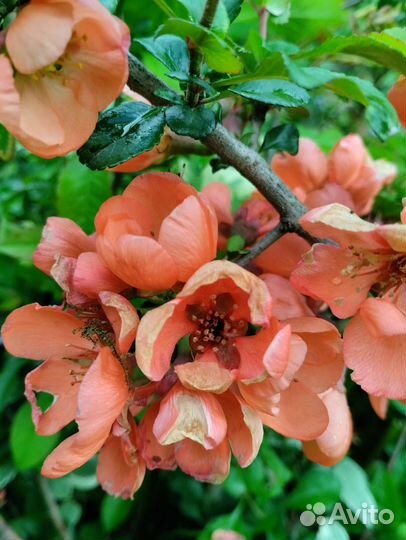 Кустарники декоративные многолетние