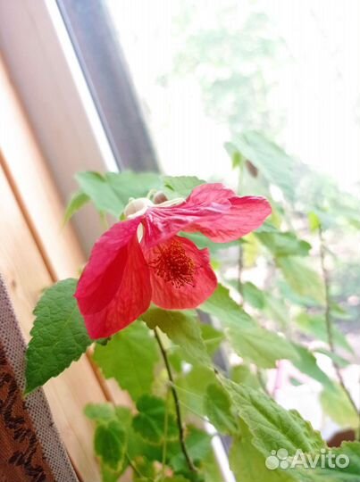 Абутилон (комнатный клён)