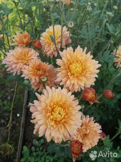 Саженцы хризантем
