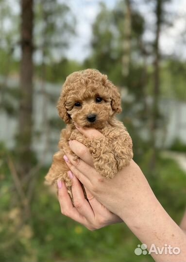 Той пудель мини