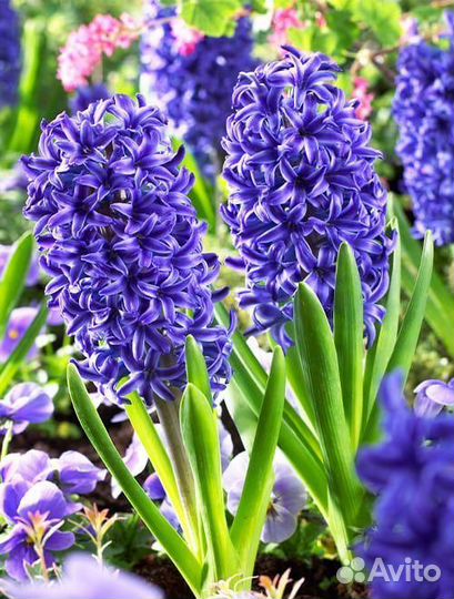 Луковицы гиацинта блю Джекетс