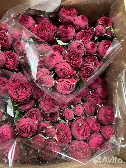 Оптовая база цветы, цветы оптом с доставкой