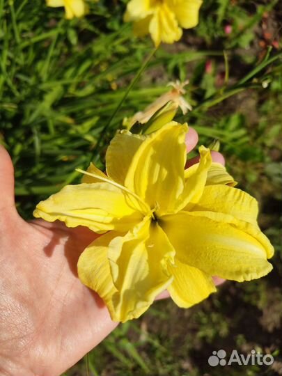 Лилейник желтый