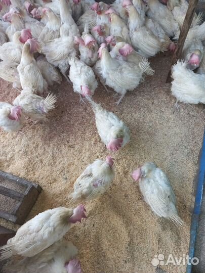 Куры несушки ломан браун