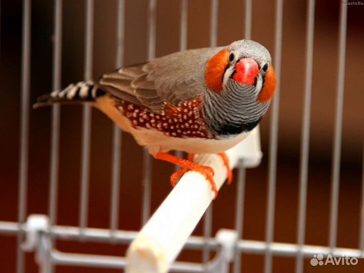 Амадина зебровая самец