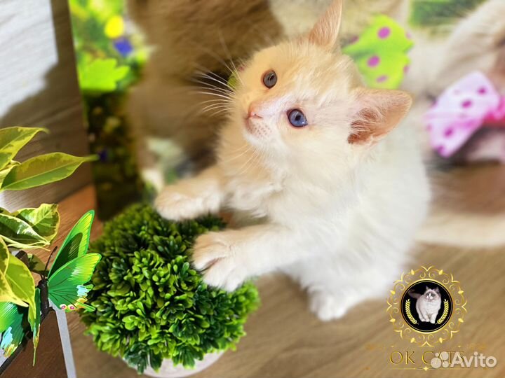 Рэгдолл в редчайшем окрасе ред биколор