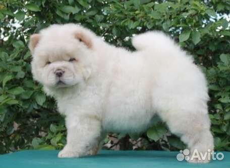 Кремовое очарование