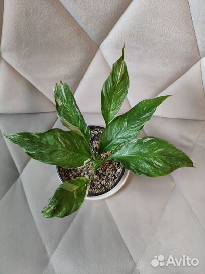 Спатифиллум пестролистный