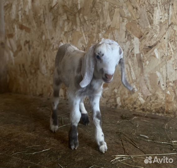 Англо нубийский козлики