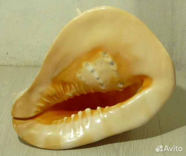 Морская ракушка 