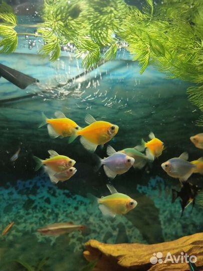Рыбки аквариумные,растения