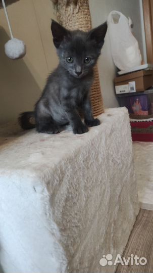 Котенок(мальчик)