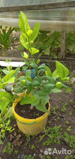 Лимон мейера