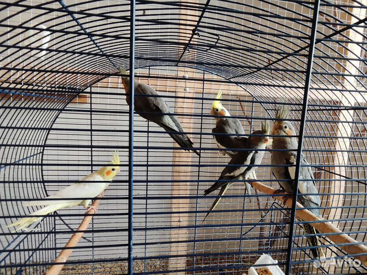 Птенцы попугая Корелла