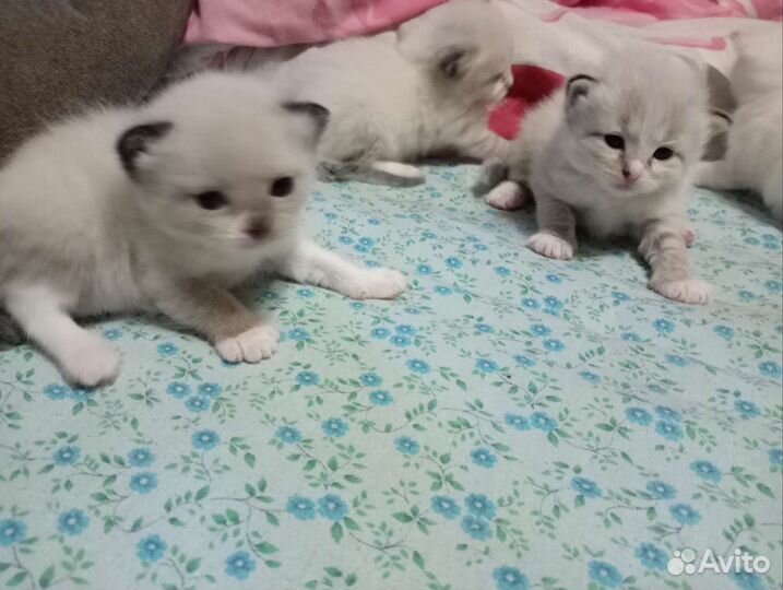 Котята в очень добрые руки