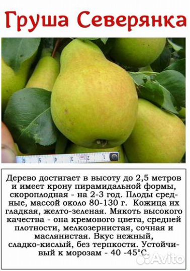 Саженцы груши