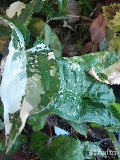 Сингониумы