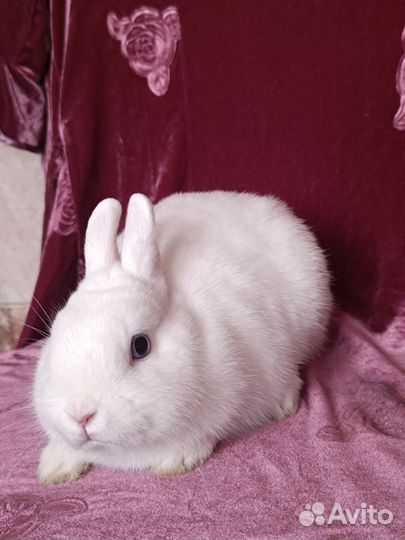 Чистопородный гермелин голубоглазый