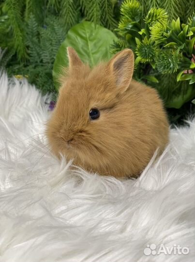 Ручные кролики домашние