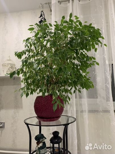 Фикус Бенджамина большой