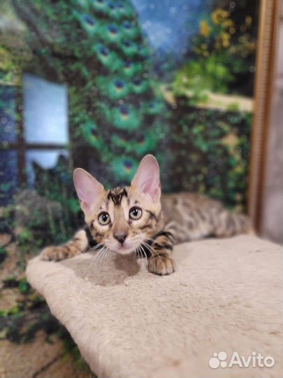 Котята шоу класса