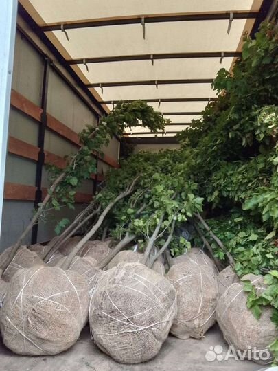 Клен татарский