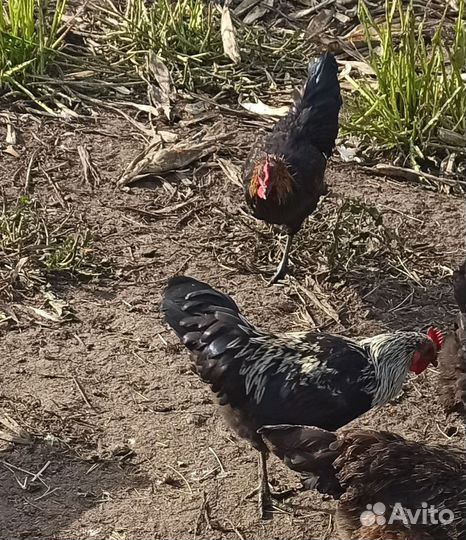Петушки молодые