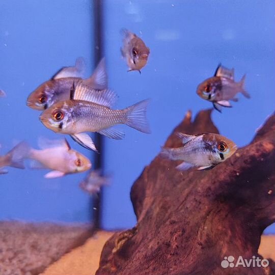 Аквариумные рыбки и растения