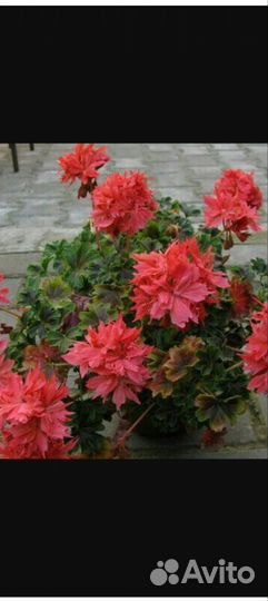 Пеларгония стеллар сортовая