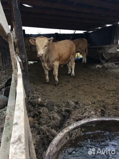 Быки шароле