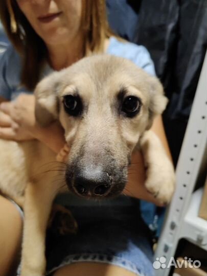 Щенок по имени Коля в дар. Приют Некрасовка