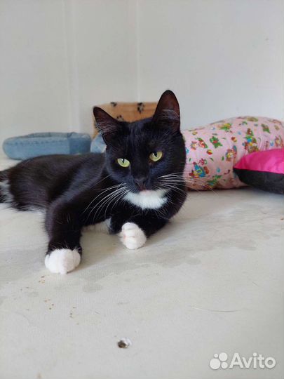 Кошечка Зося