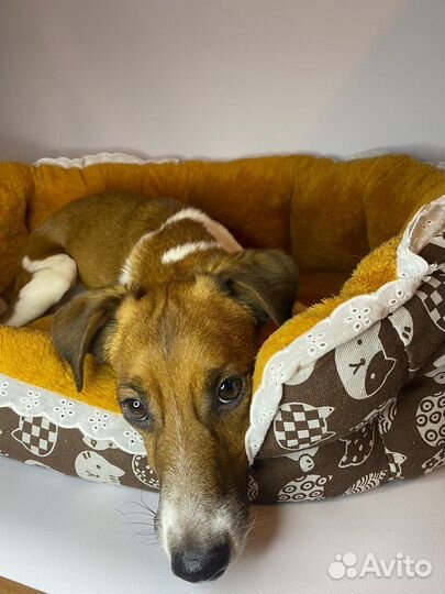 Лежанка для собак и кошек