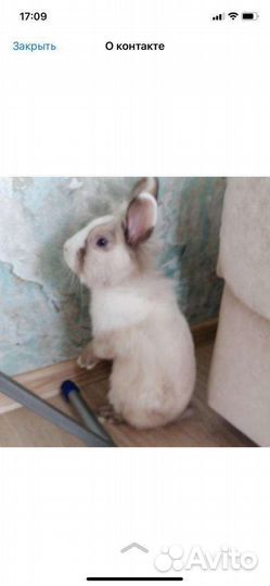 Декоративные кролики