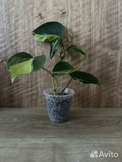 Филодендрон