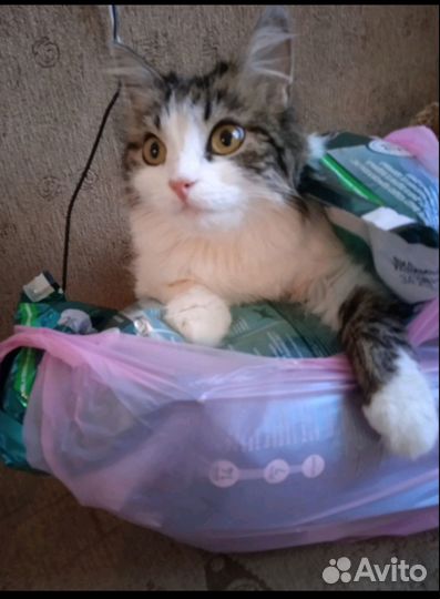 Кошка в дар