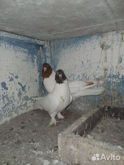 Бакинские бойные голуби