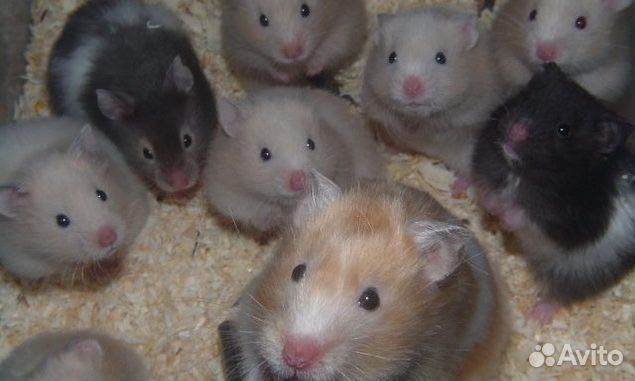 Сирийский хомяк