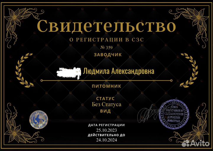 Крупные сирийские хомячки