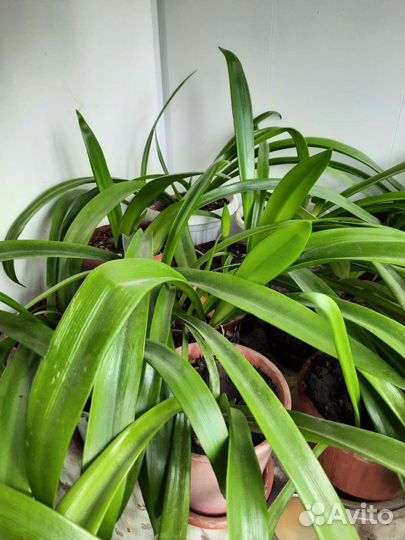 Лилии в горшке и луковицы