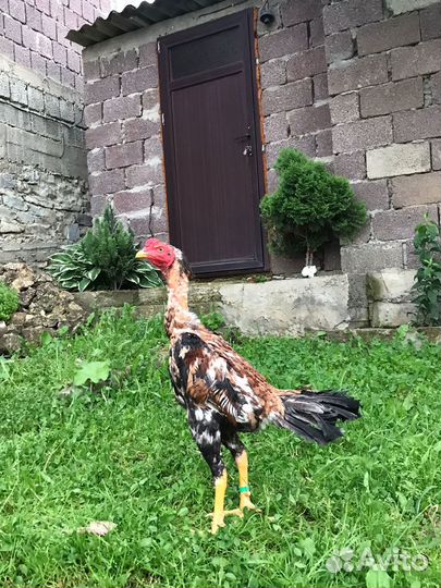 Бойцовые петушки